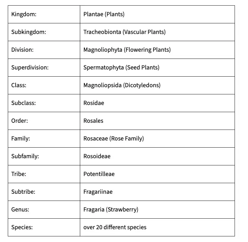 گیاه توت‌فرنگی - سایت آریامی