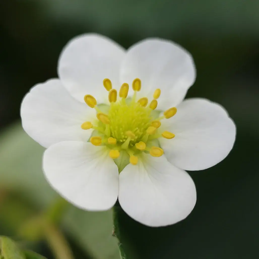 گرده افشانی توت‌ فرنگی - آریامی