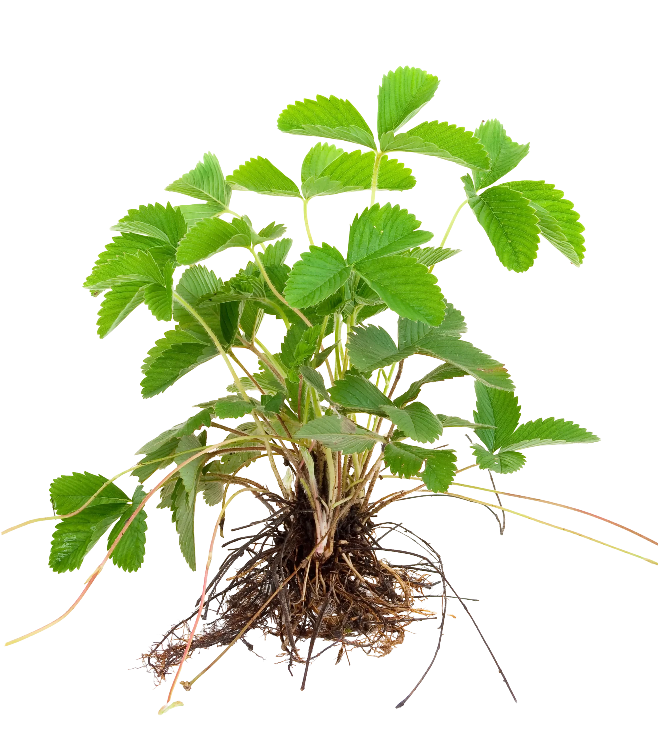 درباره ما - آریامی